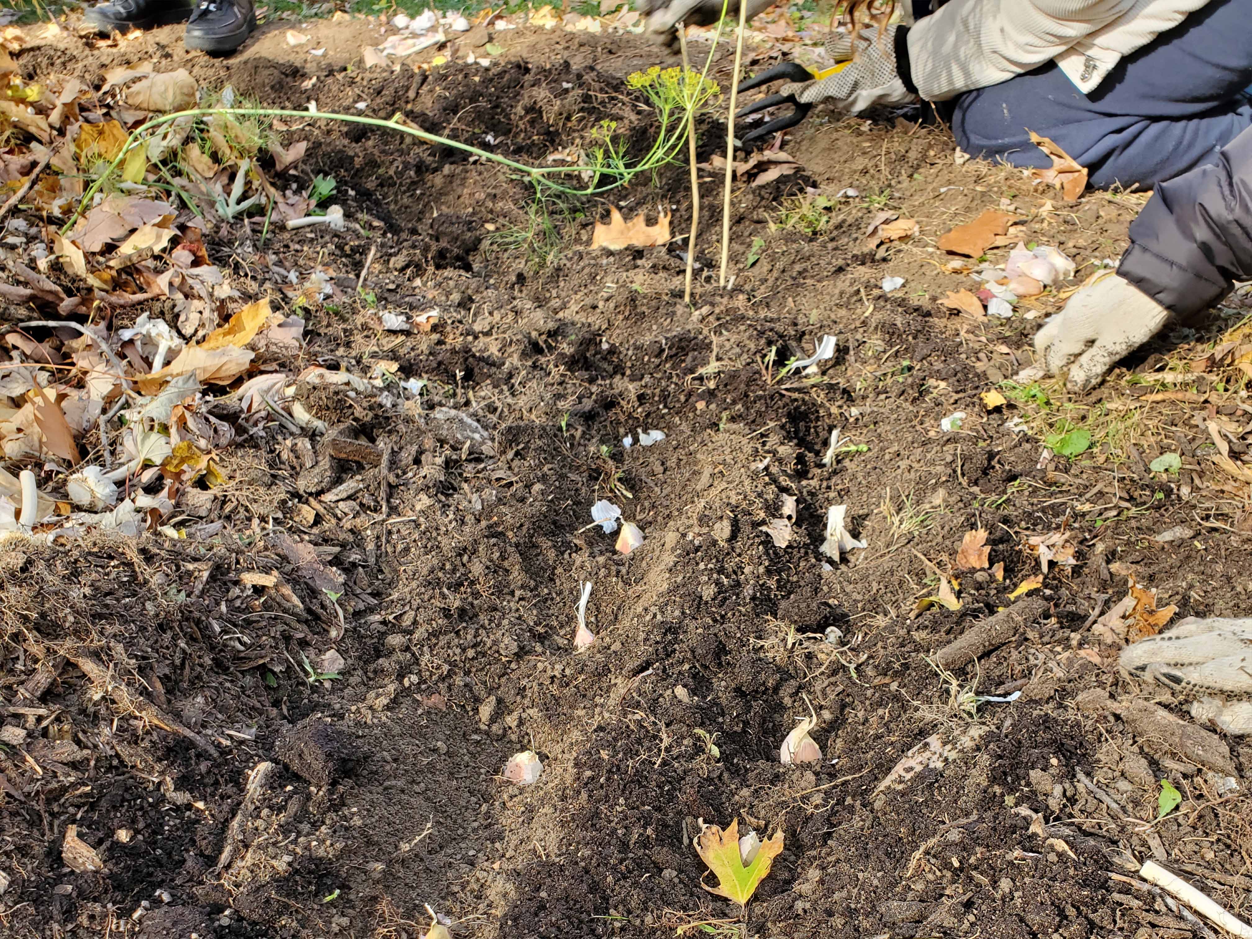 OriginalImage,Original